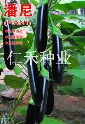 潘尼