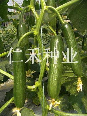 托玉（高抗病毒）